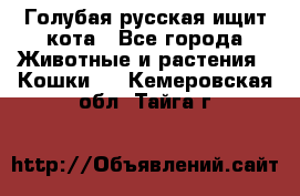 Голубая русская ищит кота - Все города Животные и растения » Кошки   . Кемеровская обл.,Тайга г.